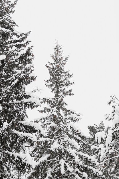 Tall fir tree in snow