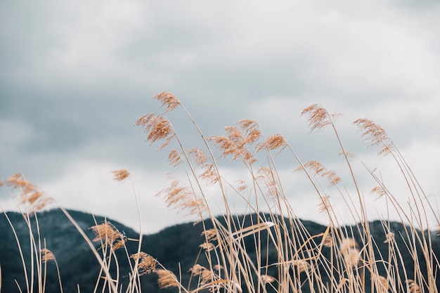 Free photo tall grass field in autumn, japan