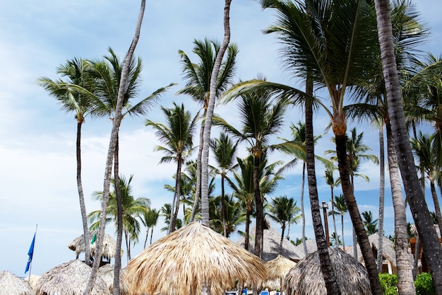 Tall green palms rise to blue summer sky on the beach