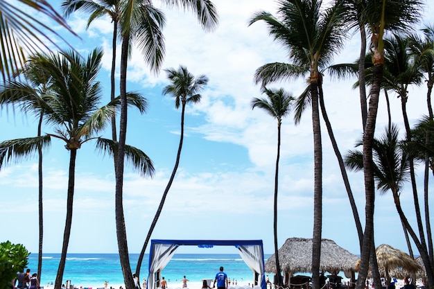 Tall green palms rise to blue summer sky