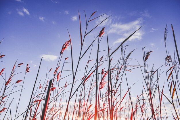 Tall greenery near a swamp with a blue sky