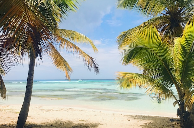 ドミニカ共和国の浜辺の曇った空に高さのヤシの木が浮かぶ