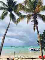 Free photo tall palms raise to the cloudy sky on beach in dominican republic