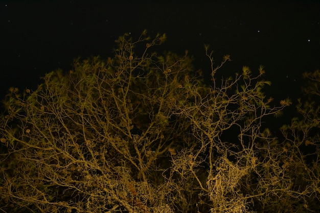 Высокое дерево с темным ночным небом