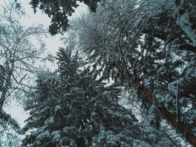 冬は雪に覆われた森の背の高い木々