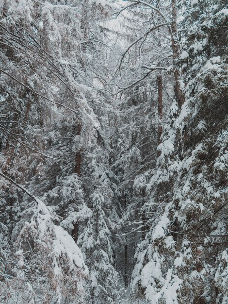 Tall trees of the forest covered with a thick layer of snow in winter