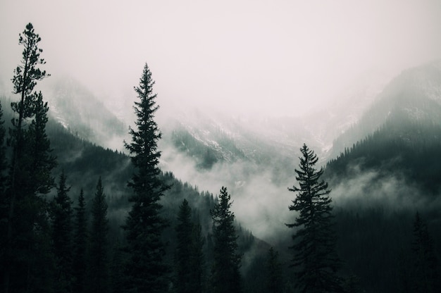 Tall trees in the forest in the mountains covered with the fog