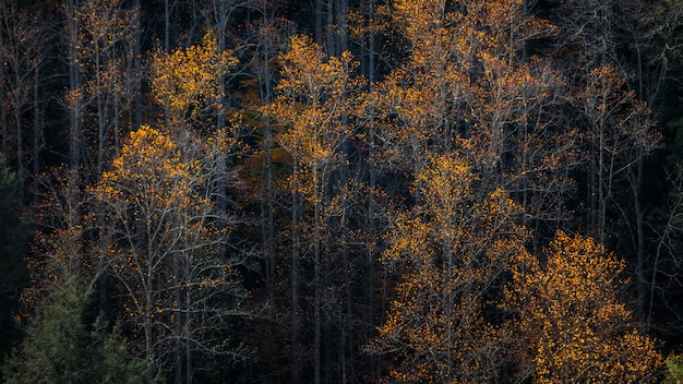 Tall trees with leaves in fall colors in a forest