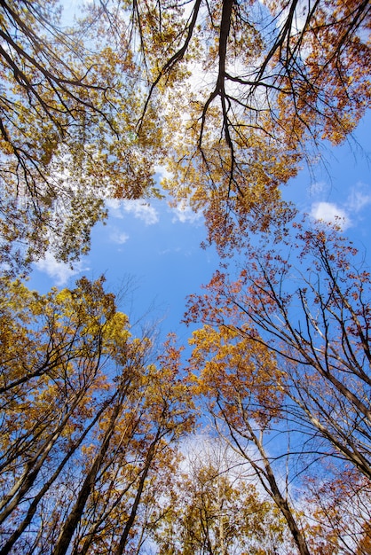 tall yellow lead trees with a blue sky