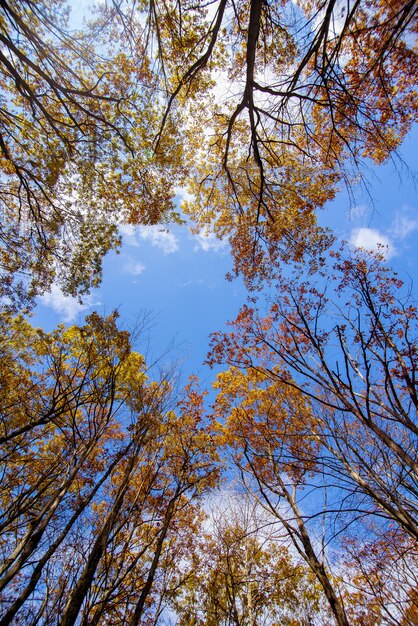 tall yellow lead trees with a blue sky