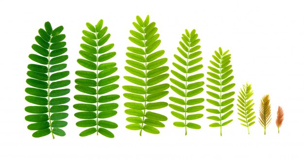 Premium Photo Tamarind Leaves On White Background Premium Photo Tamarind Leaves On White Background