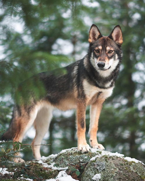 Tamaskan dog standing on a rock in a forest