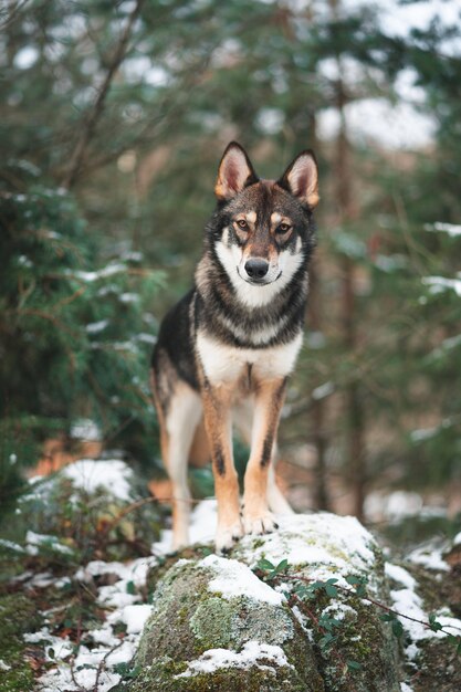 Tamaskan dog standing on a rock in a forest