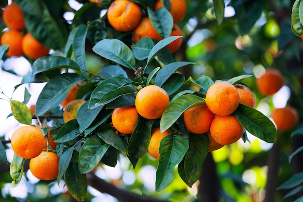 tangerines on  branch