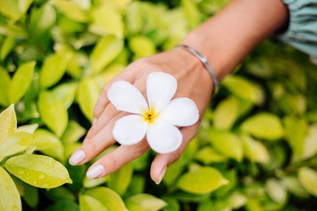Tanned hand with natural manicure with jewerly cute silver bracelet holds white thai flower plumeria