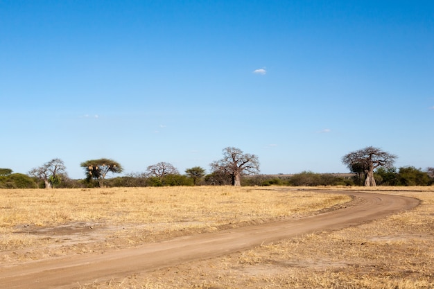 Tarangire 국립 공원 파노라마, 탄자니아, 아프리카. 아프리카 사파리