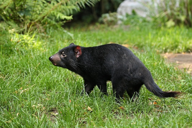 Tasmanian devil. Sarcophilus harrisii