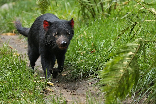 Free photo tasmanian devil. sarcophilus harrisii