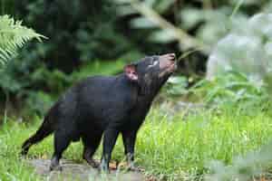 Free photo tasmanian devil. sarcophilus harrisii