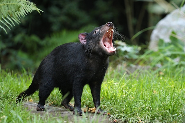 Free photo tasmanian devil. sarcophilus harrisii