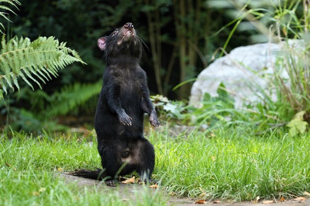 Tasmanian devil. Sarcophilus harrisii