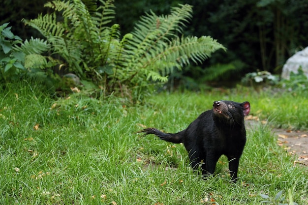 Free photo tasmanian devil. sarcophilus harrisii