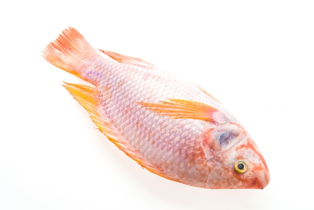 Tasty fish on white background