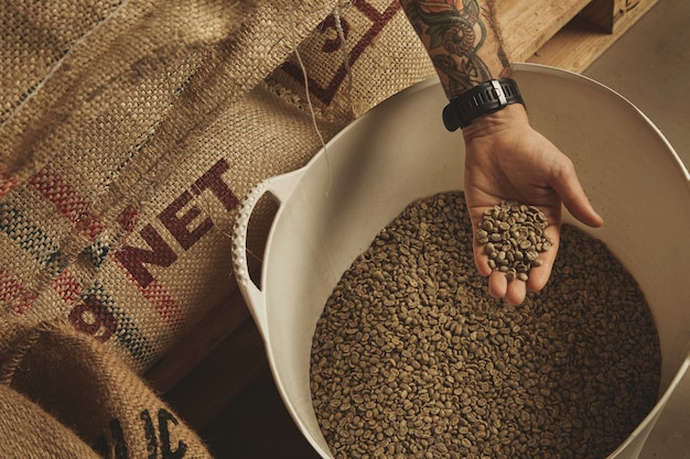 Free photo tattooed barista hand holds raw green coffee beans from white plastic basket, above cotton bags on europalet in warehouse.