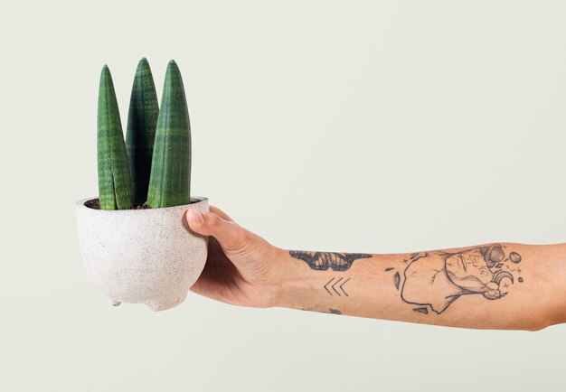 Free photo tattooed hand holding potted cylindrical snake plant