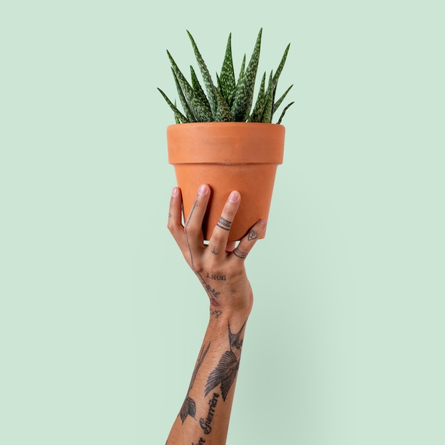 Foto gratuita mano tatuata che tiene una pianta succulenta in vaso