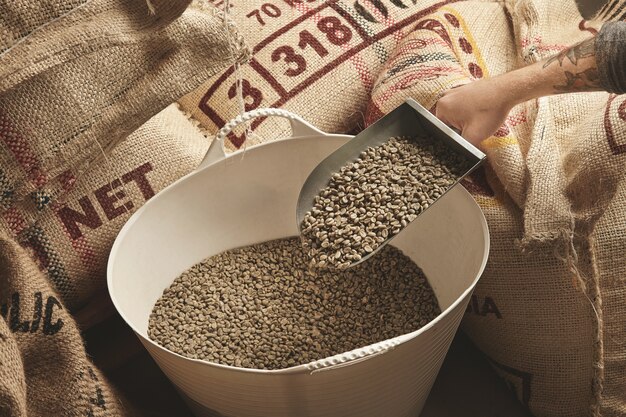 Tattooed roaster hand holds metal scoop with raw fresh green coffee beans above plastic basket