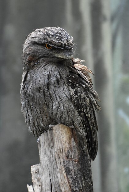 Tawny frogmouth bird sitting on an old tree stump.