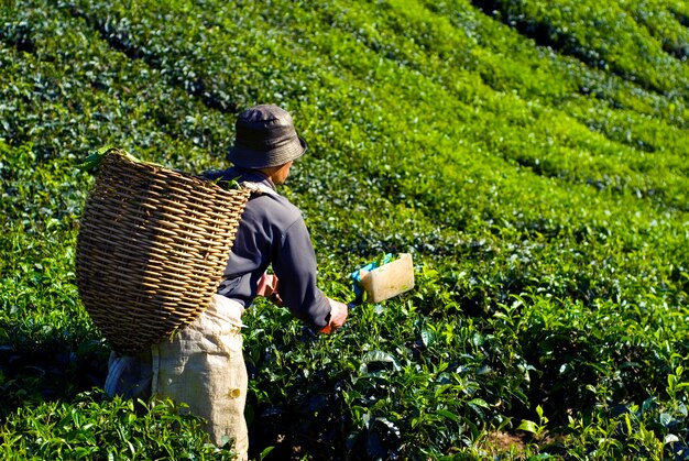 茶葉を収穫する茶採取機