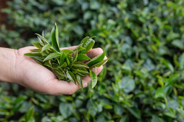 tea picker woman's asian  hands - close up,pretty tea-picking girl in plantation.