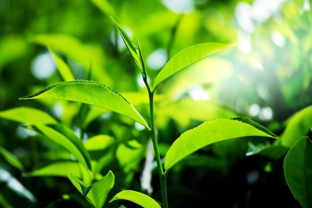 Бесплатное фото Чайной плантации