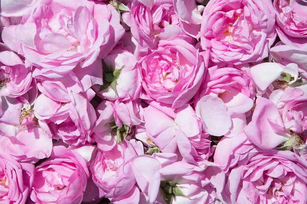 紫のバラの花の背景テクスチャ プレミアム写真