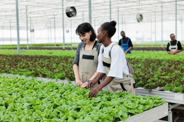 Free photo teamworking farmers carefully checking that green lettuce crop yields are growing in certified organic non gmo healthy way without using harmful pesticides. local agriculture sustainable greenhouse