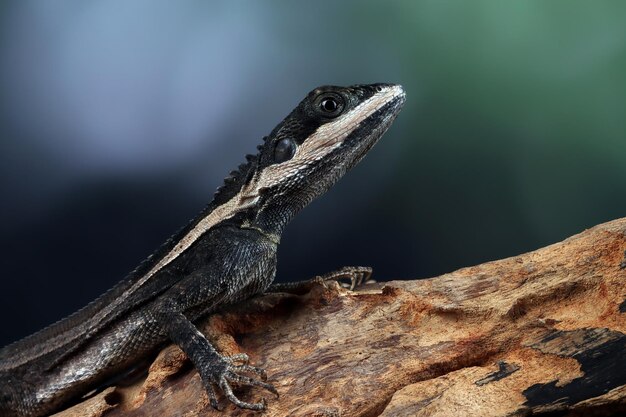 Temporalis lizard closeup on branch temporalis lizard or water dragon temporalis lizard closeup head