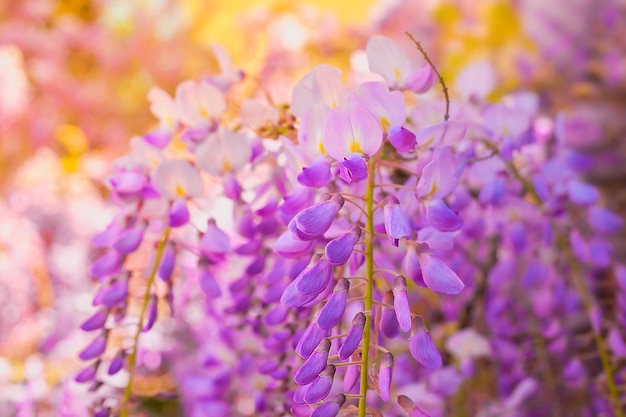 Tender branches of wisteria flowers closeup soft selective focus idea for a background or postcard spring trips to the mediterranean sea