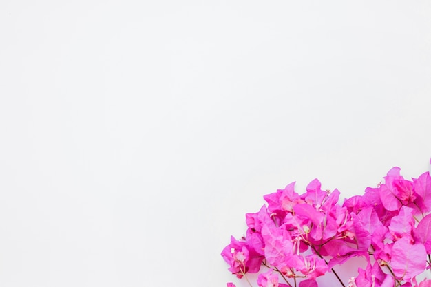 Tender pink floral branch on white