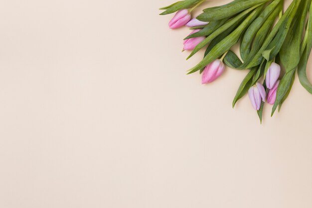 Tender pink tulips from above