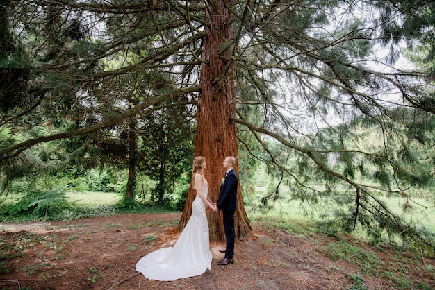 国立公園の巨大な松の近くに優しい結婚式のカップルが立っています。