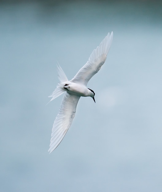 Free photo tern bird flying over the sea
