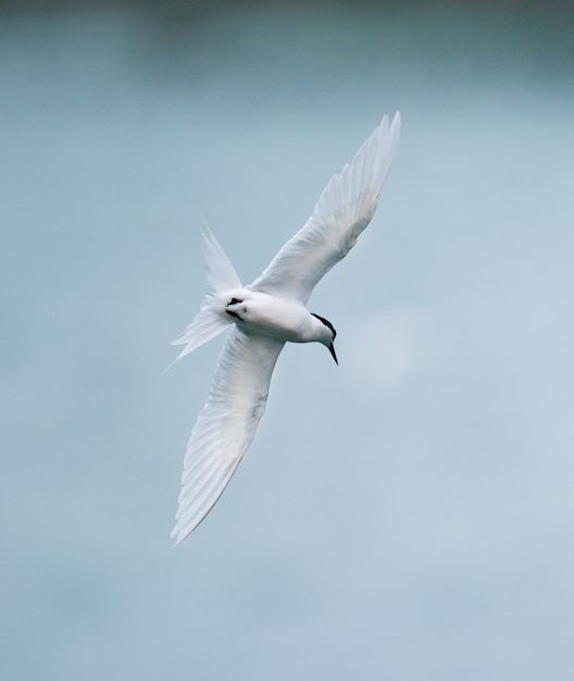 海の上を飛んでいるアジサシの鳥