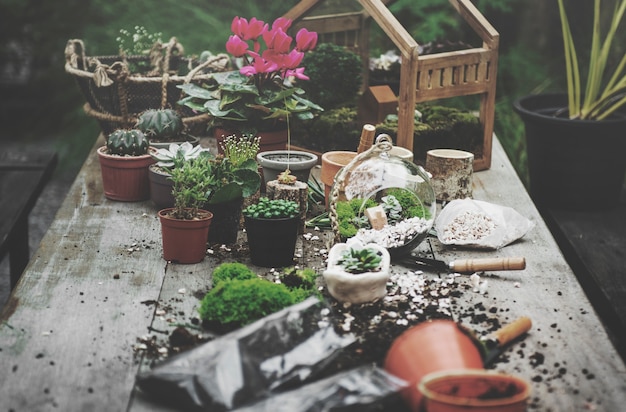 Террариумные садовые растения на столе