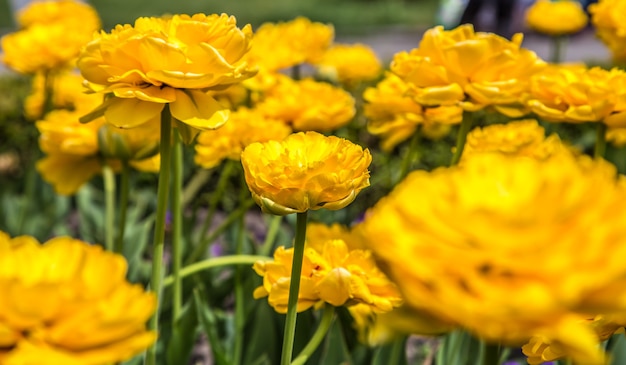 Желтые махровые тюльпаны на клумбе, концепция цветов и весны