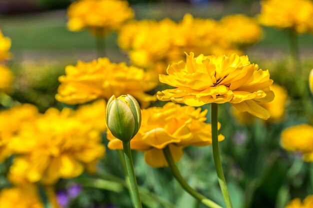 Махровые желтые тюльпаны на клумбе