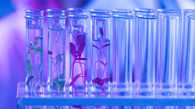 Test tubes in the biotechnology laboratory