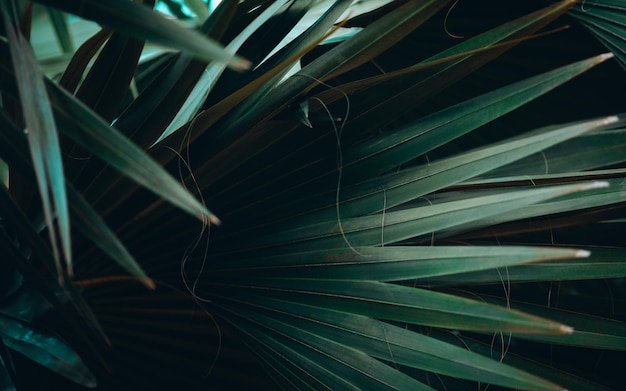 Free photo texture background of dark green palm leaves