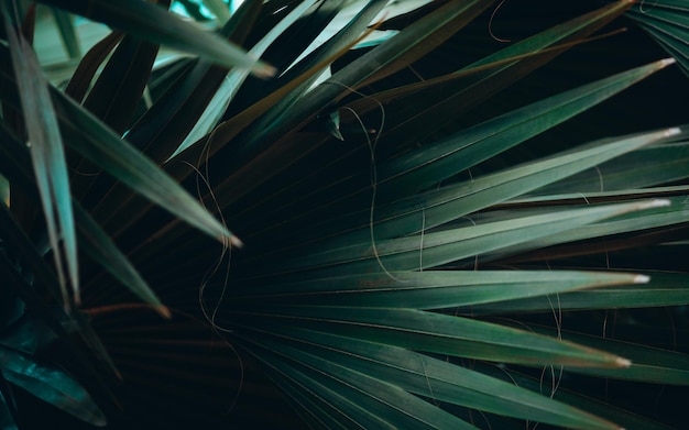 Texture background of dark green palm leaves